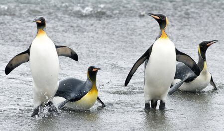 Four king penguins coming onto shore - South Georgiaの写真素材