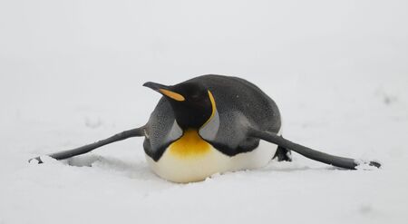 King penguin on belly in the snow - South Georgiaの写真素材
