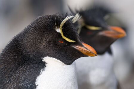 Rockhopper penguinsの写真素材