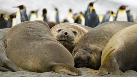 Female elephant seals taking a break - South Georgiaの写真素材