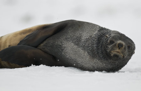Fur seal lying on side in snow - South Georgiaの写真素材