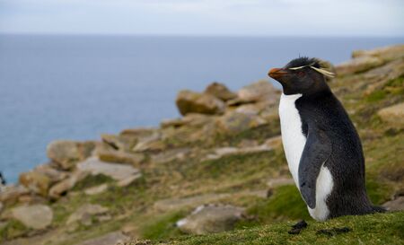 Rockhopper penguin looking into the distanceの写真素材