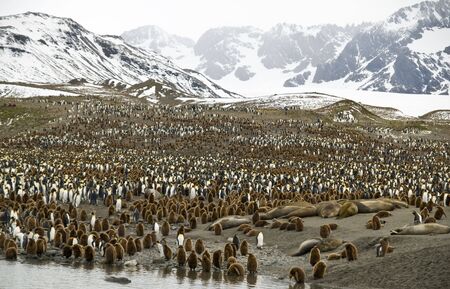 King penguin colony with mountain background - South Georgiaの写真素材
