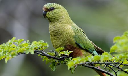 An Austral Parakeet perched and displaying it's brilliance in a lush green setting. Taken in Tierra De Fuego National Park.の写真素材
