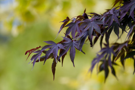 Purple Autumn (Fall) leaves against the backdrop of yellow foliage.