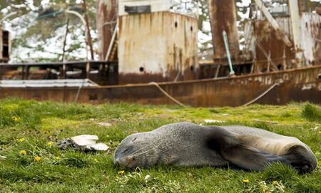 An Antarctic Fur Seal sleeping in front of a rusting whaler's boat - South Georgia.の写真素材