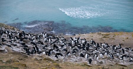 A colony of Rockhopper Penguins and Shags against the backdrop of stunning blue seas - Saunder's Island, Falklands.の写真素材