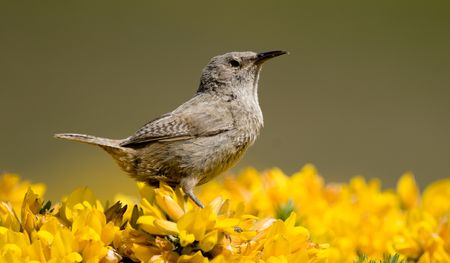 A Cobb's Wren perched on a mass of bright yellow flowers - Falkland Islands.の写真素材