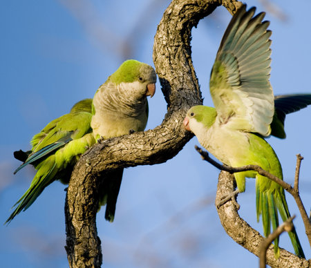 Three Monk Parakeets perched and interacting in a tangle of branches - Buenos Aires.