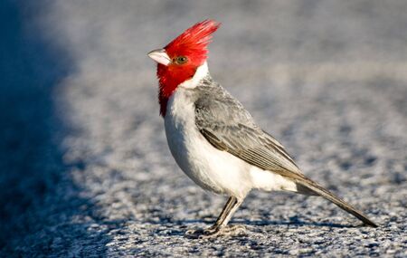 A Red-crested Cardinal perched on a wall - Buenos Aires.の写真素材