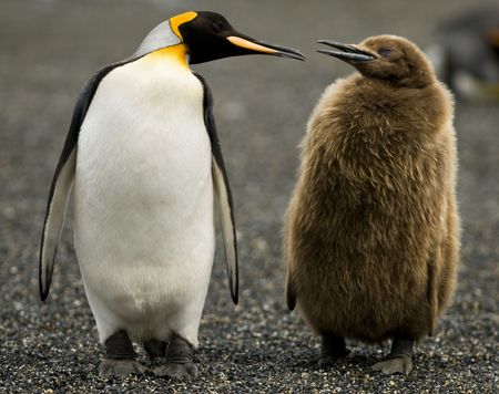 An Adult King Penguin 'chatting' to its downy chick by its side - South Georgia.の写真素材