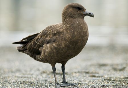 An adult Skua standing on a sandy beach in South Georgia.の写真素材