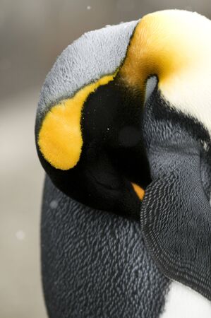 A close-up of a King Penguin resting with its beak tucked under its wing - South Georgiaの写真素材