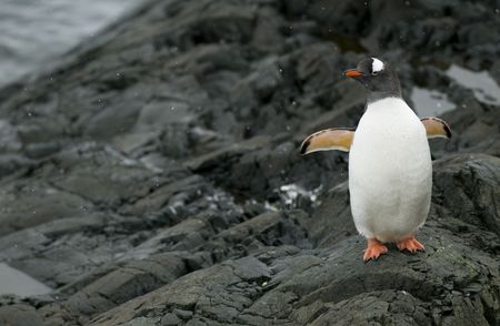 A Gentoo Penguin standing on the rocks with its wings open - Antarctic Peninsulaの写真素材