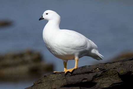 An all white male Kelp Goose standing on a rock.の写真素材