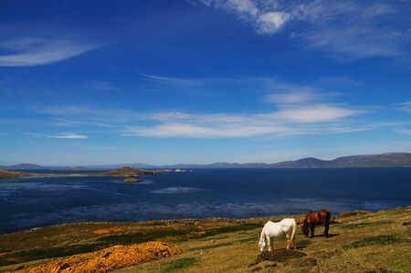 Two horses feeding in a meadow against the backdrop of the ocean and a gorgeous blue sky - Falklands.の写真素材
