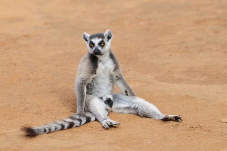 Ring-Tailed Lemur Sitting on the Ground in Madagascarの写真素材