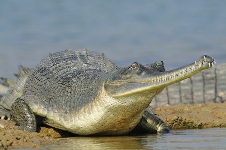 Gharial in Indiaの写真素材