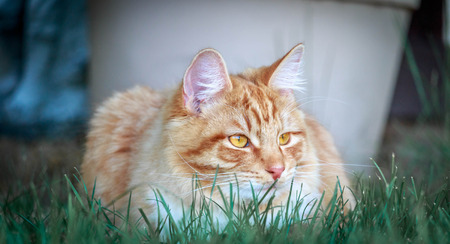 Brown and White Cat Relaxing in Green Grassの写真素材