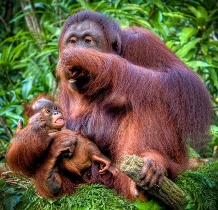 Orangutan with hungry juvenile eating food, whilst perched on branch with jungle in background.