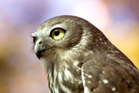 Close up of a Barking Owl (Ninox Connivens), with image taken in Queensland, Australiaの写真素材