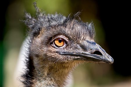 Closeup of an Emu with hairstyle resembling dreadlocks. Emus are the world's larget birds and can have a ferocious temperament.の写真素材