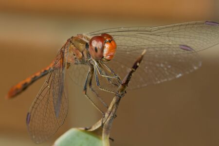 Macro shot of a red dragonfly, resting on a twigの写真素材