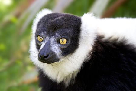 View of a Black and White Ruffed Lemur (Lemur Variegatus) - an endangered species.の写真素材