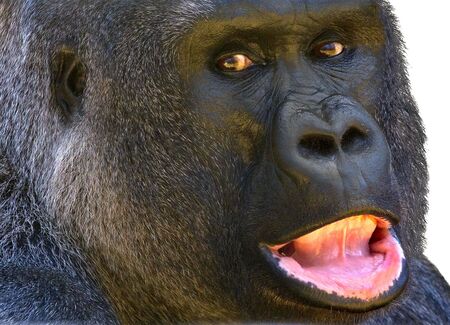 Close up view of a gorilla's face, isolated on white.の写真素材
