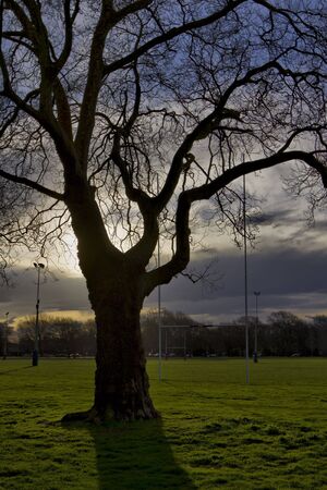 View of the silhouette of a tree at sunset, with rugby playing field and posts in the background. High dynamic range image.の写真素材