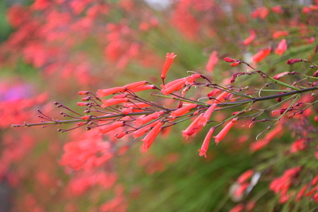 Red flowersの写真素材