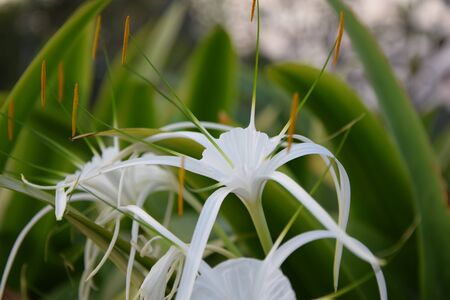 White flowers and green leavesの写真素材