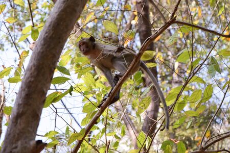 Young Monkey mountainの写真素材