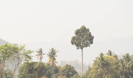 Green trees and clear blue sky behind.の写真素材
