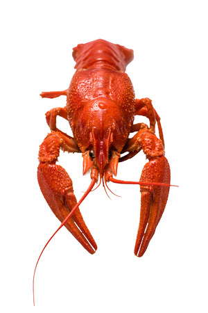 Photo of boiled crayfishの写真素材