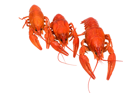 Photo of three boiled crayfish on a white backgroundの写真素材