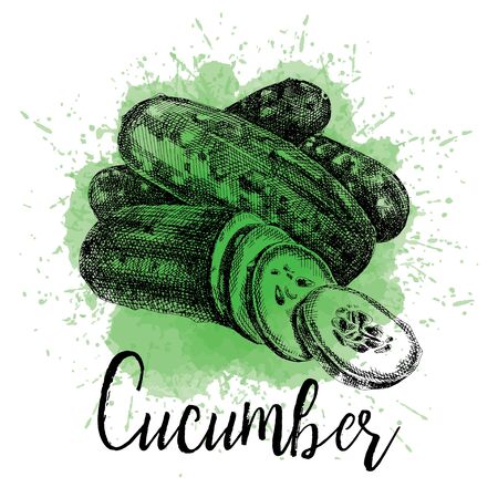 Vector illustration hand drawn of a cucumberのイラスト素材