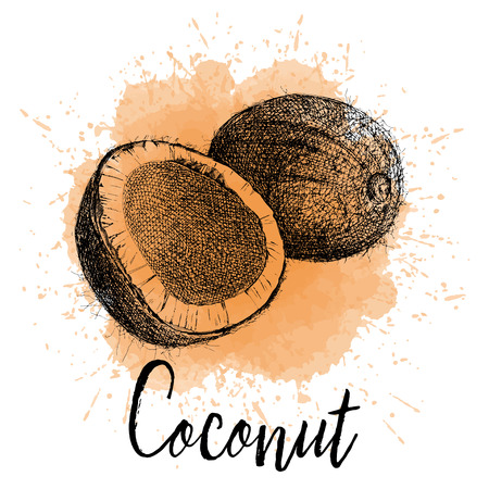 Vector illustration coconut in hand drawn graphicsのイラスト素材