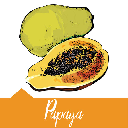 Realistic illustration of papaya in hand drawn graphics, Design for packaging of juice, smoothies or desserts.のイラスト素材