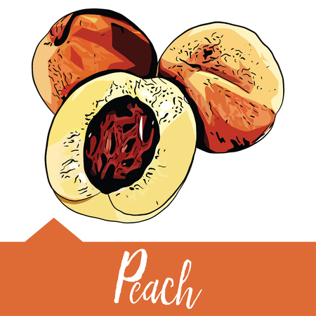 Realistic illustration of a peach in hand drawn graphics, Design for packaging of juice, smoothies or desserts.のイラスト素材