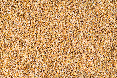 Texture of a repeating seamless grain background.の写真素材