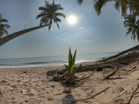 Coconut tree beside the beach