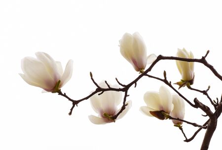 White magnolia flowerの写真素材