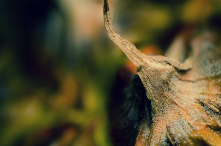 Vitality colorful fresh texture of pineapple surfaceの写真素材