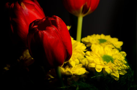 Red tulip and yellow blooms details iの写真素材
