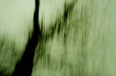 Blur trees in side sun light, sky backgroundの写真素材