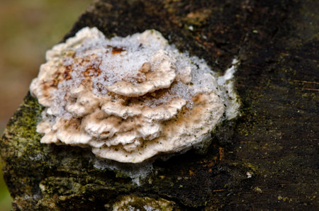 Mushroom on the tree under the snow の写真素材