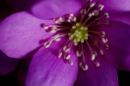 Purple bloom with dew, spring shot, blur background.の写真素材