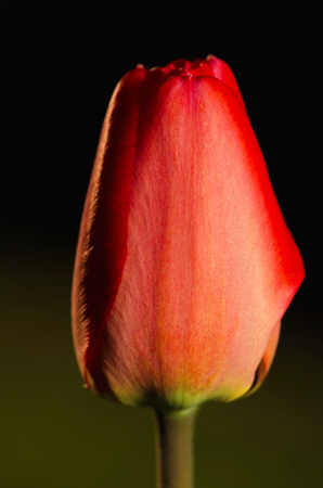 Beautiful red tulip isolated on black .の写真素材