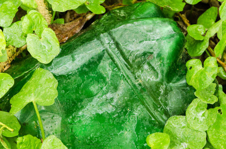 Plastic green bottle or cover between leafs